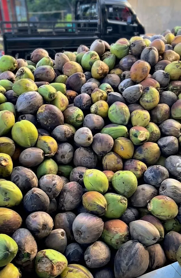 Tumpukan kelapa hasil panen siap dimuat ke truk di PT. Galela Agro Makmur
