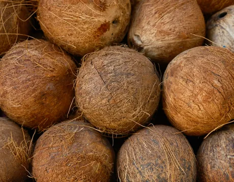 Harvested mature coconuts gathered at the collection yard