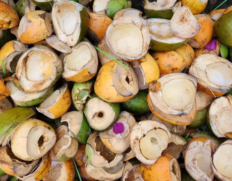 Dried coconut shells, raw material for charcoal carbonization