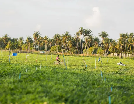 Field team grading and collecting coconuts at the plantation