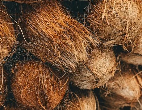 Copra drying and smoking process at the drying yard