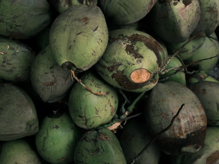 Sorted mature coconuts ready for shipment at PT. Galela Agro Makmur