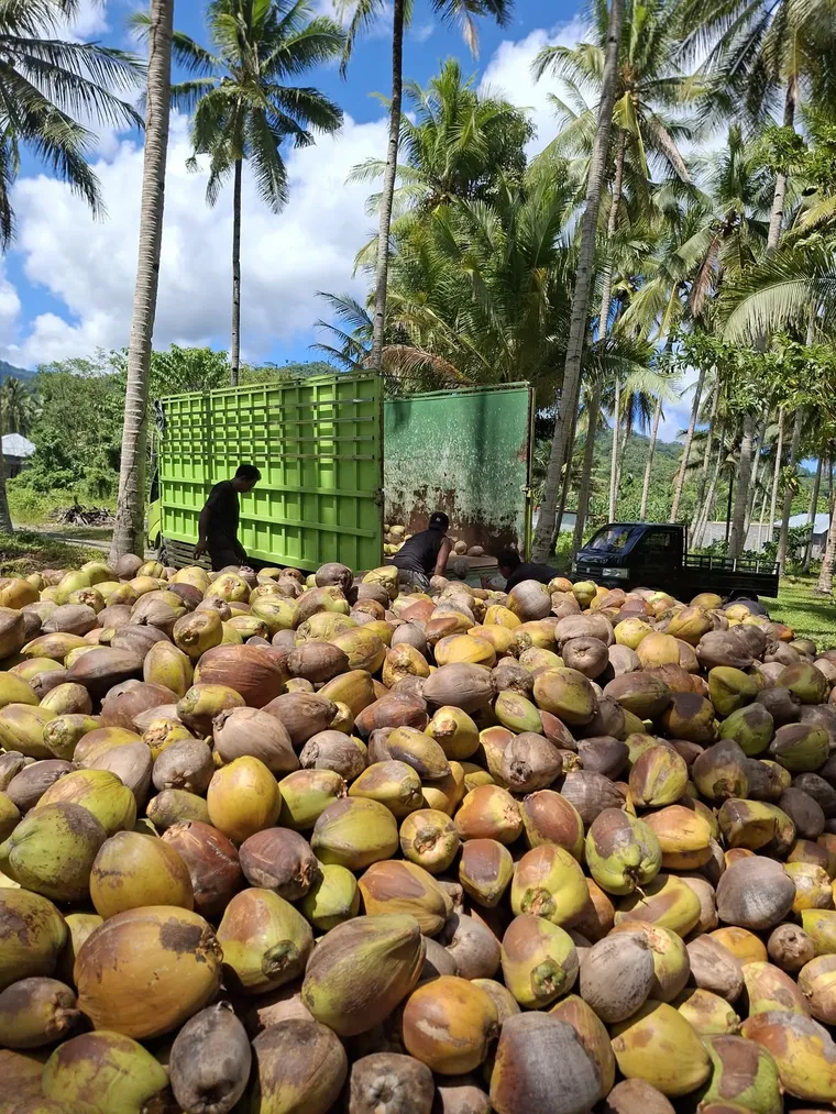 Sorted mature coconuts ready for shipment at PT. Galela Agro Makmur